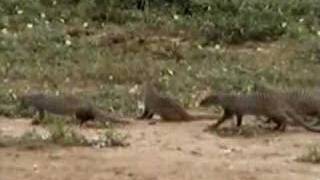 Mongooses check out croc [upl. by Magnien]