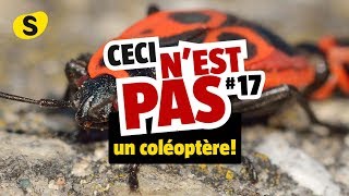 Ceci nest pas un coléoptère 17 [upl. by Neomah]