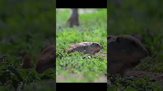 Prairie Dog town in Caprock Canyon State Park Texasプレーリードッグ Caprock canyon state park [upl. by Valery432]