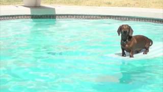 Swimming Dachshunds [upl. by Repohtsirhc885]