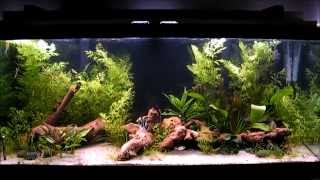 South American Cichlid Community Tank HD [upl. by Nnire652]