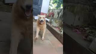 Teddys epic chase 😍🤣 Teddy the golden retriever slow motion run 😍 [upl. by Auliffe]