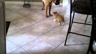 Shiba Inu Puppy Vs Shar Pei [upl. by Ayotahs]