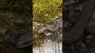 🦎 Pļavas ķirzaka Viviparous lizard Zootoca vivipara nature biodiversity skink lizard spring [upl. by Enegue]