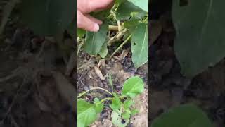 Spotted Lanternfly killed by milkweed Asclepias [upl. by Nolan]