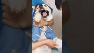 Dog injection dairy funny funnupets dogs [upl. by Hannie]