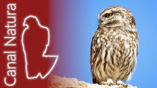 Mochuelo europeo Athene noctua Little Owl 4K [upl. by Airdna]