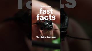 Fast Facts The Hissing Cockroach [upl. by Bael]