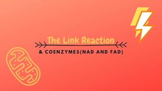 The Link Reaction amp NAD and FAD [upl. by Taylor]