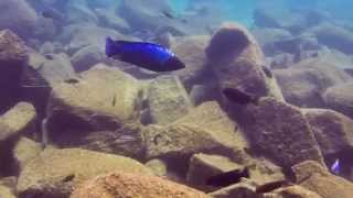 Fossorochromis rostratus at Maingano Island [upl. by Idonna]