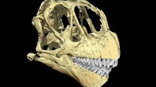 Camarasaurus CM 11338  skull braincast inner ear [upl. by Lindon]