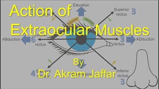 Action of Extraocular Muscles [upl. by Needan]