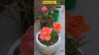 blooming rose 🌹🌹🌹🌹🌹 like 👍and subscribe [upl. by Charmaine140]