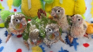 Normal  Yellow Sided  Cinnamon and Pineapple Green Cheek Conure Babies  Rainbow Parrots [upl. by Aw]