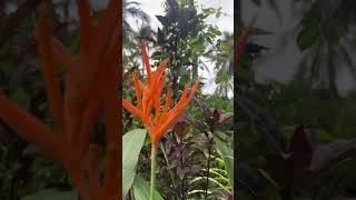 Heliconia psittacorumflowers shorts shortsfeed [upl. by Hainahpez29]