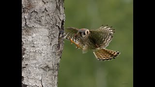 American Kestrel Natural Cavity Nest Box Photography 2 [upl. by Barcus]