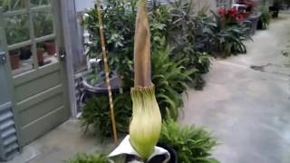 Amorphophallus titanum blooming [upl. by Edras496]