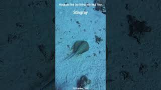 4K Stingray  Egypt Hurghada Red Sea Boat Diving shorts scubadiving [upl. by Sylvan]