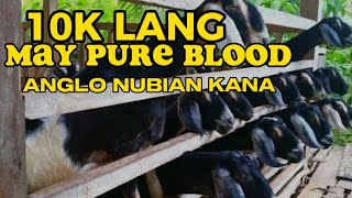 MURANG BILIHAN NG PURE BLOOD ANGLO NUBIAN [upl. by Ainehs]