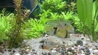 Keyhole cichlid in my 40 gallon south american community tank [upl. by Ttsepmet]