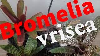 BROMELIA CUIDADOS Y TRASPLANTE VRISEA HIEROGLYPHICA Y LA VRISEA RED CHESNUT [upl. by Nrehtak]