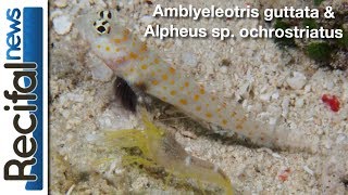 Amblyeleotris guttata amp Alpheus sp ochrostriatus [upl. by Butch]