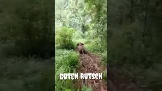 Elefant rutscht aus   FUNNY VIDEO 2018 [upl. by Winson]