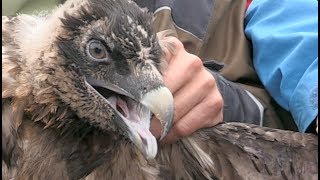 Zwei junge Bartgeier in MelchseeFrutt ausgewildert  Stiftung Pro Bargeier  Auswilderung  2017 [upl. by Olag]