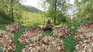 Giant Mushrooms continue to grow The best boletus mushrooms of the Carpathians 2024 [upl. by Garwin]