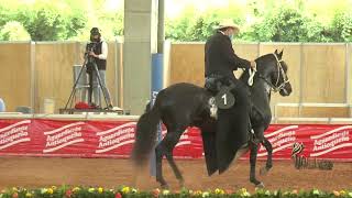 PETRUS DE LA CARTUJA PASO FINO COLOMBIANO FERIA DE LAS FLORES GRADO A 2020 [upl. by Anitel551]