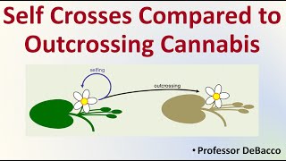 Self Crosses Compared to Outcrossing Cannabis [upl. by Potts52]