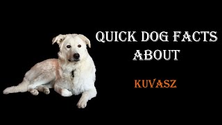 Quick Dog Facts About The Kuvasz [upl. by Lladnyk275]