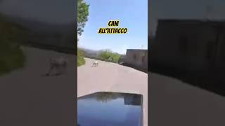 CANI ALLATTACCO bici bdc ciclismo shortsvideo [upl. by Parcel618]