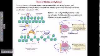 Histone acetylation [upl. by Dorinda49]