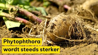 CZAV phytophthora wordt steeds sterker [upl. by Latsyrhc]