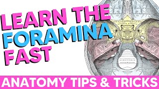 Cranial Foramina Easy Anatomy Mnemonics [upl. by Loar]