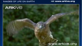 ARKive Accipiter nisus hunting video [upl. by Ajaj536]