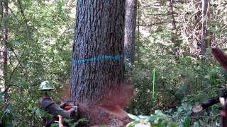 brushy sugar pine grove [upl. by Amliv119]