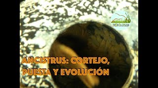 ANCISTRUS RED Cortejo puesta y evolución  Red Ancistrus Mating breeding and evolution [upl. by Esirahc]