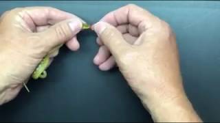 How to feed a baby Madagascar Cateyed Snake [upl. by Schurman]