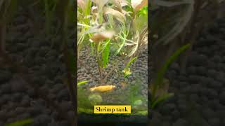 Yellow colour shrimp breeding tankshrimpbreeding shrotsfeed viralshortvideo [upl. by Katzman]