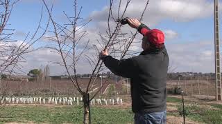 Poda de formación en plantaciones de almendro de regadío Año 1 [upl. by Gardell]