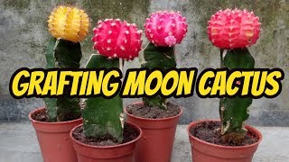 How to graft Moon cactus  Easy Grafting tutorial [upl. by Fielding202]