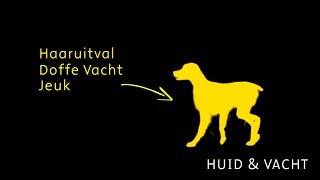 Heeft jouw hond last van huid enof vachtproblemen Wat kan hier aan doen [upl. by Irita]