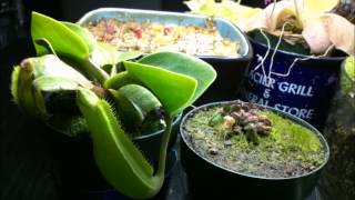 Nepenthes truncata and Cephalotus Follicularis 5 month time lapse [upl. by Otcefrep798]