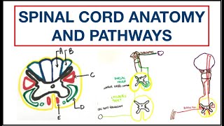 Spinal cord Anatomy and Pathways  Corticospinal  Spinothalamic  Dorsal column  USMLE  MCQ [upl. by Reese]