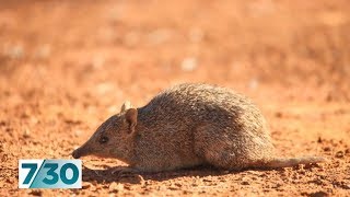 The project bringing the Golden Bandicoot and Burrowing Bettong back from the brink  730 [upl. by Leziar]