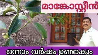 1വർഷം കൊണ്ട് മാങ്കോസ്റ്റിൻ ഉണ്ടാകുന്ന തൈനടേണ്ട വിധംHow to grow MangosteenMangosteen Grafted plant [upl. by Merari]