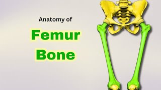 Femur Bone Anatomy  Osteology of Lower Limb  Doctor Speaks [upl. by Britte990]