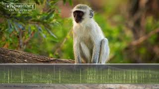 Vervet Monkey alarm calls amp sounds [upl. by Asirrom]